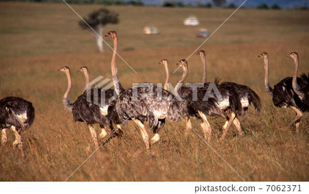 Ostrich Ostrich 7062371