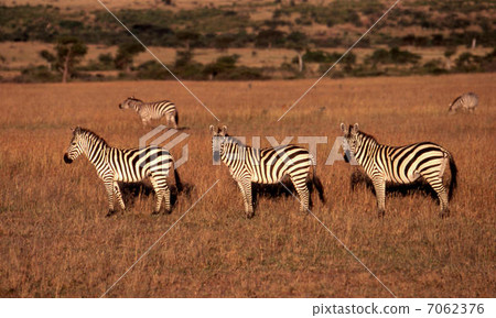 zebra zebra 7062376