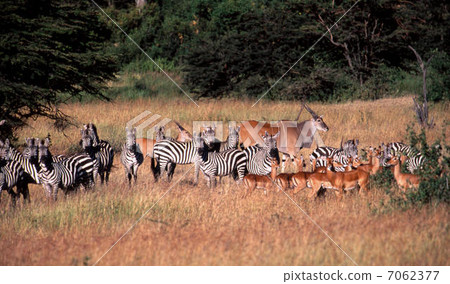 zebra zebra 7062377