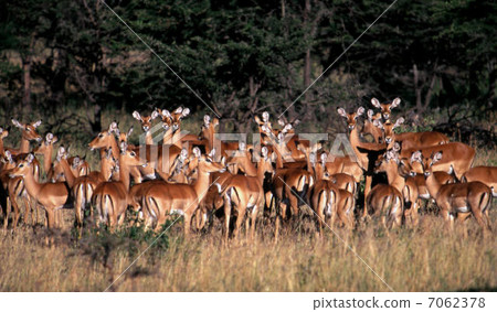 Impala Impala 7062378