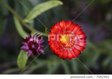 蠟菊 蠟菊 7062902