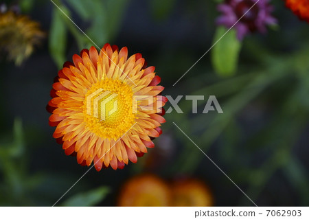 Wheatwalagik 7062903