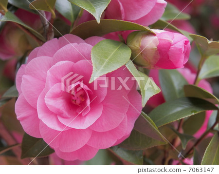 茶花 7063147