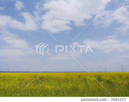 強姦開花 強姦開花 7063157