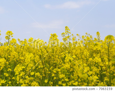 強姦開花 強姦開花 7063159