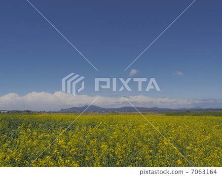 強姦開花 7063164