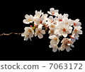 櫻桃樹 7063172
