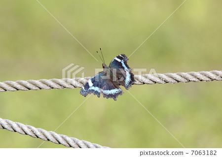 Ruritateja stuck in the rope 7063182