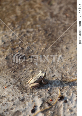 Gray Japanese chestnut toast 7063193