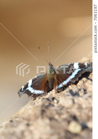 Ruritateja 7063197