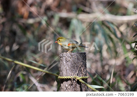 紅嘴相思鳥 7063199