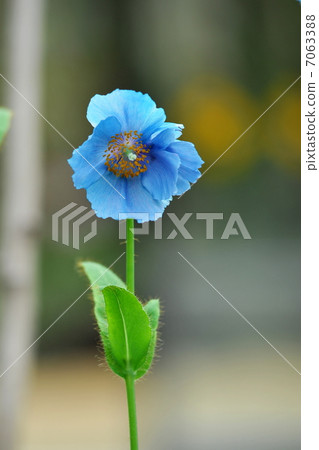 Meco knobsys grandis Meco knobsys grandis 7063388