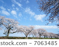 排櫻桃樹 7063485