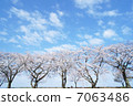 排櫻桃樹 7063486