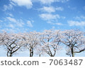 排櫻桃樹 7063487