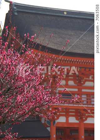 Shimogamo Shrine plumes of plum Shimogamo Shrine plumes of plum 7063508