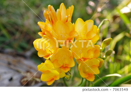Freesia 7063549