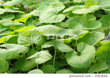 butterbur 7063688