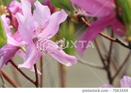 Mitsuba杜鵑花 7063849