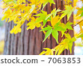 Yellow autumn leaves 7063853