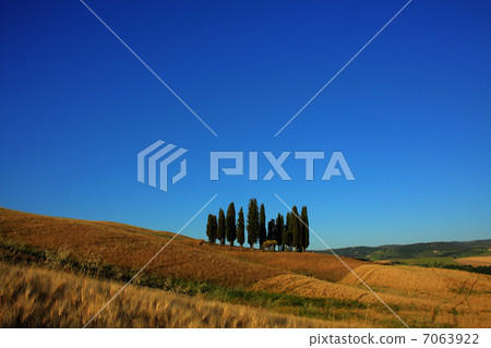 Cypress of Tuscany 7063922
