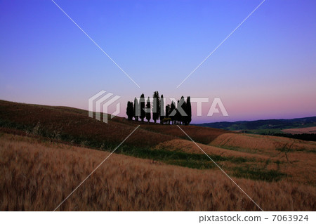 Cypress of Tuscany 7063924