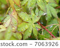 Maple  7063926