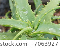 Aloe 7063927