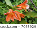 Lily 7063929