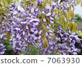 Wisteria 7063930