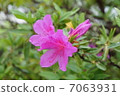 Azalea 7063931