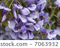 Wisteria of rain 7063932