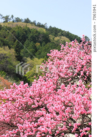 Kikumomo Kikumomo 7063941