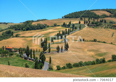 托斯卡納的柏樹 7064017