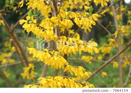 Frustrated Forsythia Frustrated Forsythia 7064154