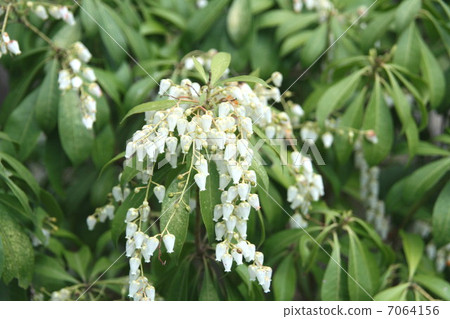 Abebi in full bloom 7064156