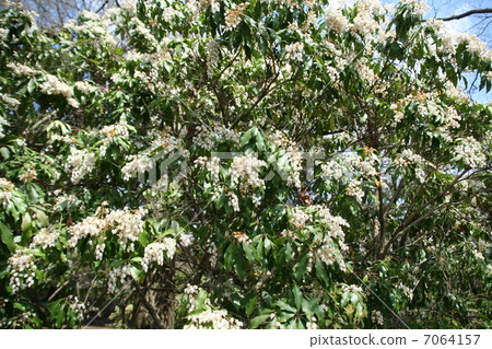Abebi in full bloom 7064157