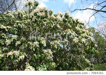 Abebi in full bloom 7064161