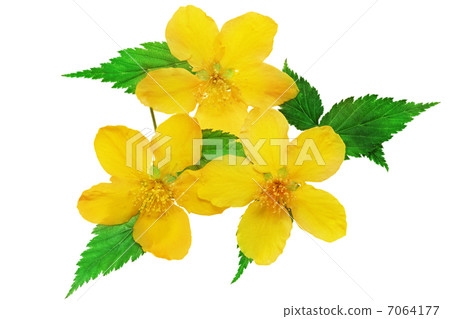 Three Marsh Marigold Yellow wildflowers isolated . Three Marsh Marigold Yellow wildflowers isolated . 7064177