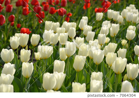 鬱金香領域 7064304