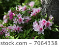 Azalea 7064338