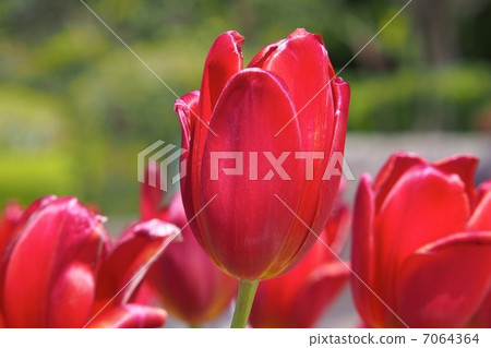 紅色鬱金香 紅色鬱金香 7064364