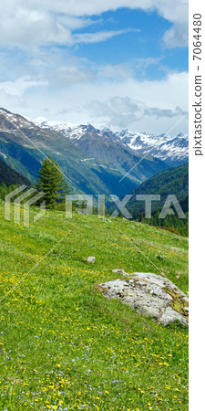 Yellow dandelion flowers on summer mountain slope 7064480