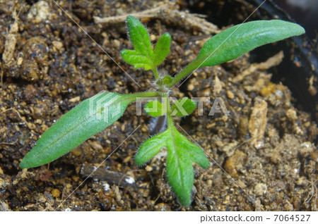 Tomato seedlings Tomato seedlings 7064527