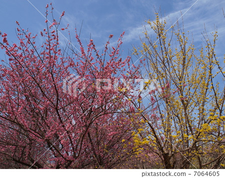 Inabe City Agricultural Park · Bairin Park (Up) 7064605