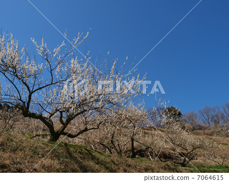 Izu Tsukigase plum forest Izu Tsukigase plum forest 7064615