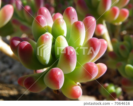 Sedum·Paki電影 Sedum·Paki電影 7064616