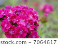 Pink 7064617