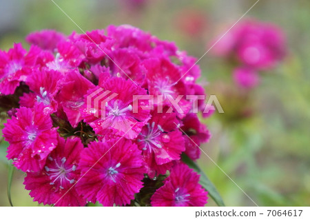Pink Pink 7064617