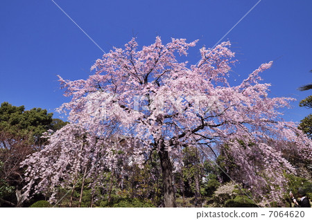 Weeping cherry tree Weeping cherry tree 7064620